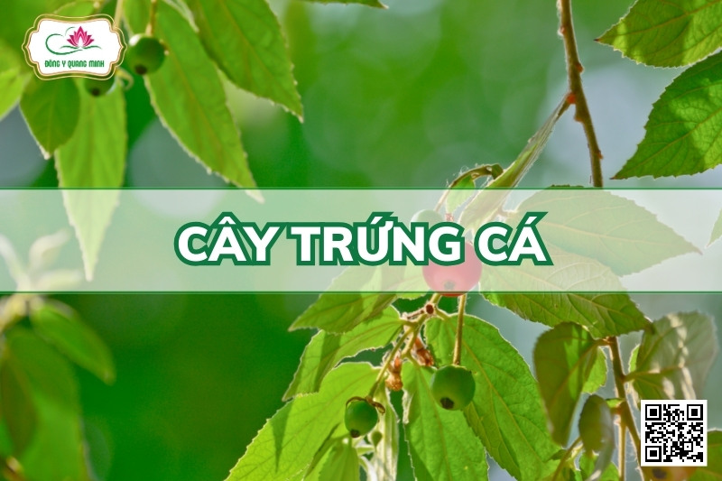 Cây trứng cá