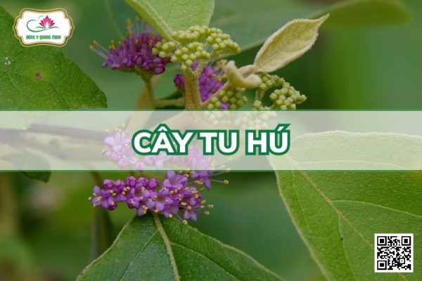 Cây tu hú
