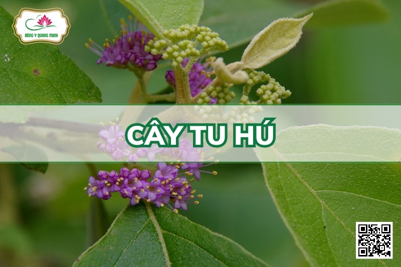 Cây tu hú
