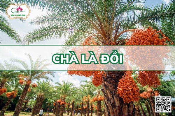 Chà là đồi