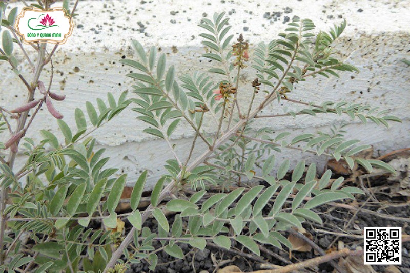 Chàm bụi