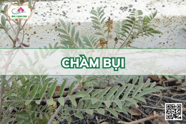 Chàm bụi