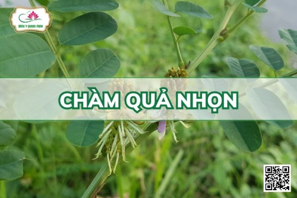 Chàm quả nhọn