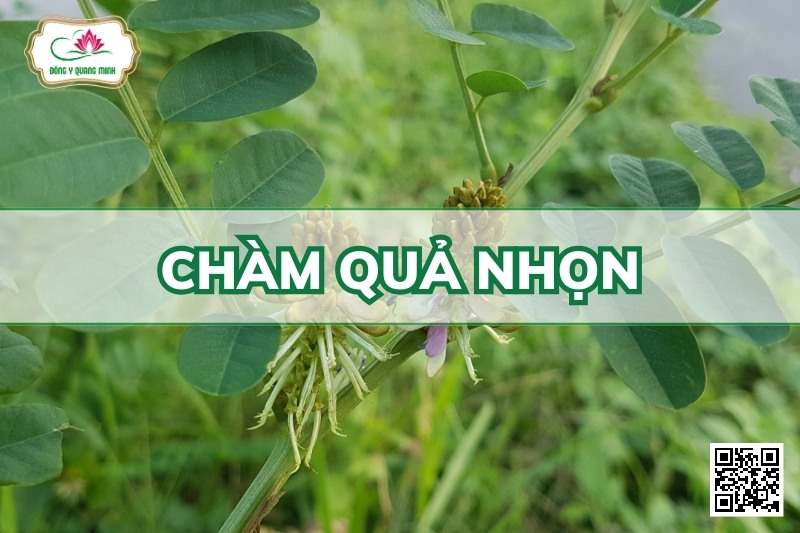 Chàm quả nhọn