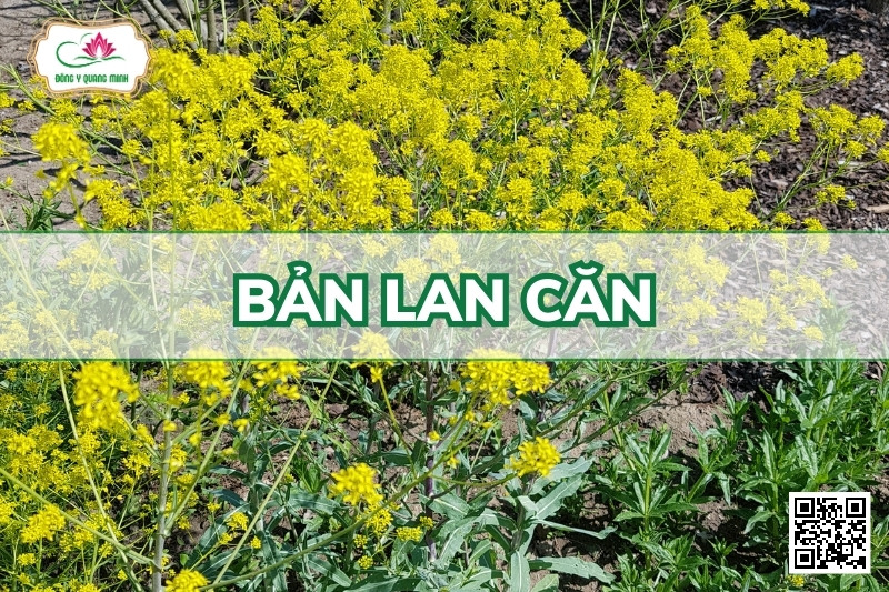 Bản Lan Căn Trị Phong Nhiệt