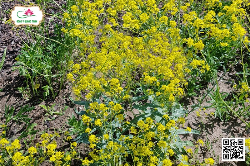 Bản Lan Căn Trị Phong Nhiệt
