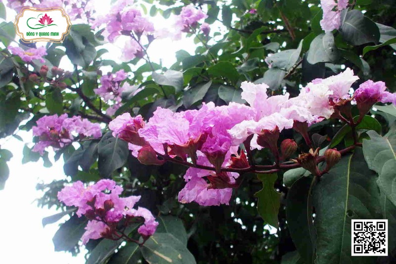 Bằng lăng nước