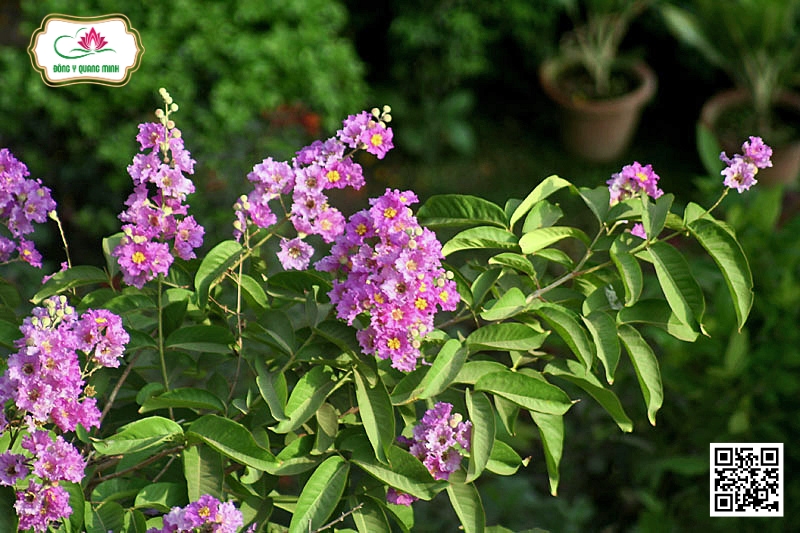 Bằng lăng nước