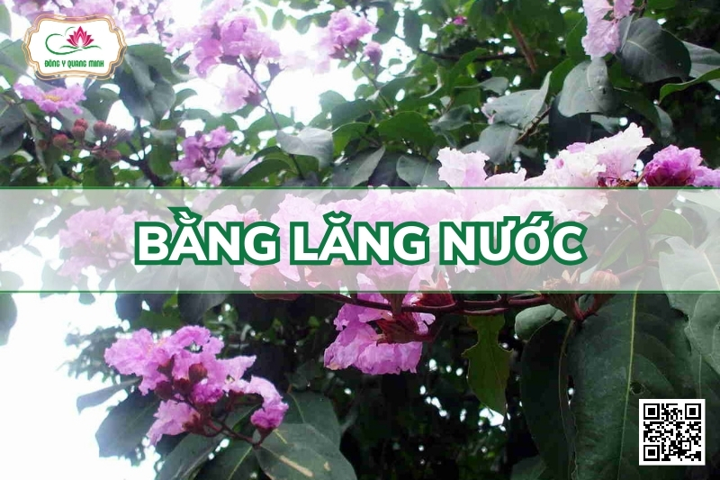 Bằng lăng nước