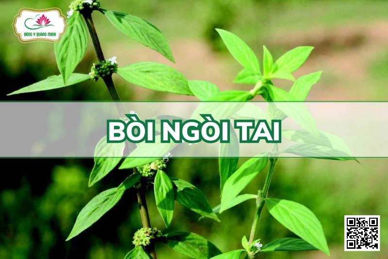 Bòi ngòi tai