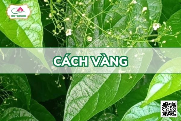 Cách vàng