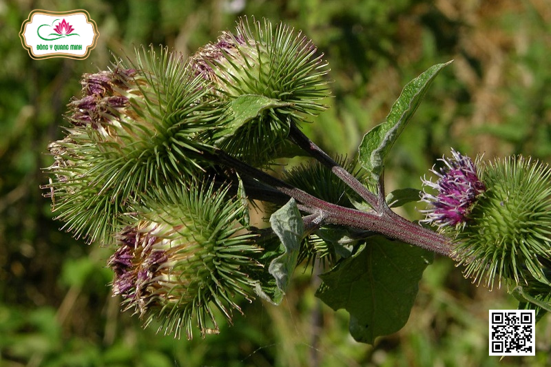 Vân Mộc Hương – Tính Vị, Công Năng, Bài Thuốc Kinh Nghiệm