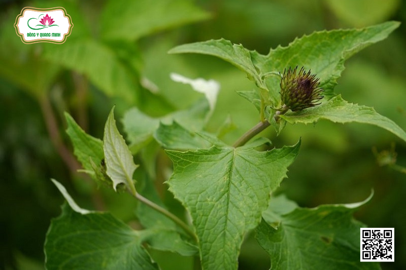 Vân Mộc Hương – Tính Vị, Công Năng, Bài Thuốc Kinh Nghiệm