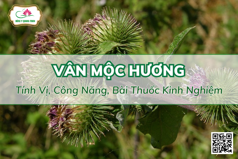 Vân Mộc Hương – Tính Vị, Công Năng, Bài Thuốc Kinh Nghiệm