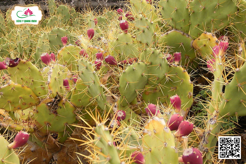 Xương rồng bà có gai