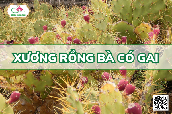 Xương rồng bà có gai
