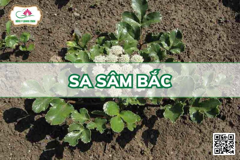Sa sâm bắc