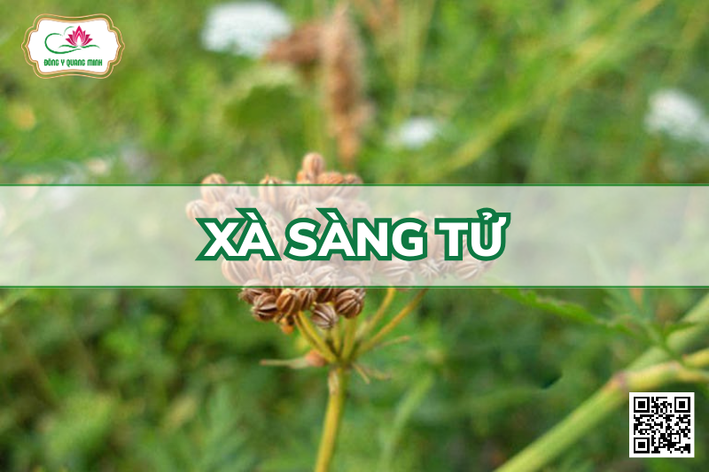 Cnidium monnieri (L.) Cuss