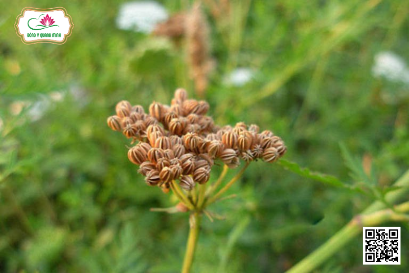 Cnidium monnieri (L.) Cuss