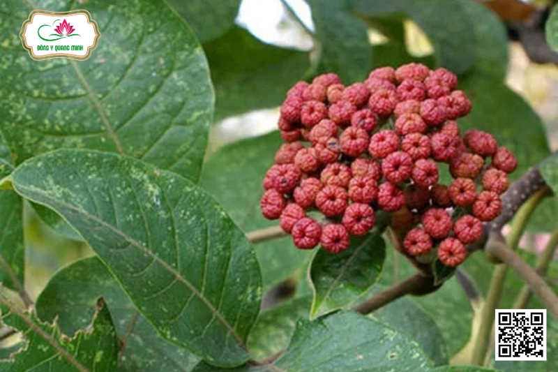 Evodia rutaecarpa (Juss) Benth