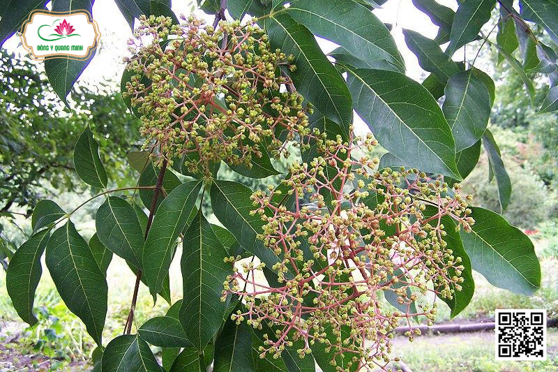 Đặc điểm tự nhiên