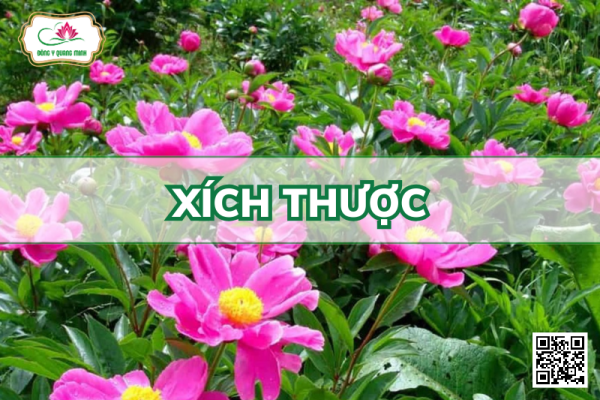 Xích Thược