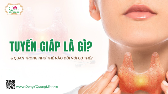 Tuyến Giáp Là Gì Và Quan Trọng Như Thế Nào Đối Với Cơ Thể?