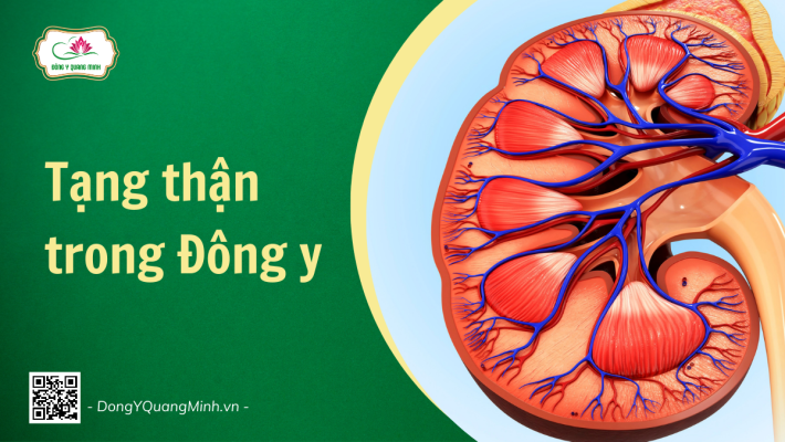 Theo Đông Y Tạng Thận Ảnh Hưởng Đến Các Tạng Phủ Khác Như Thế Nào?