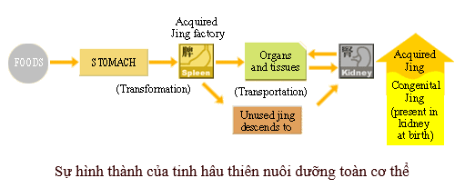 Thận ảnh hưởng đối với Tỳ