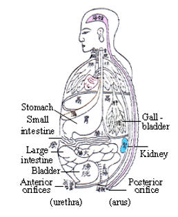 Thận ảnh hưởng đến Phủ