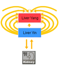 Theo Đông Y Tạng Thận Ảnh Hưởng Đến Các Tạng Phủ Khác Như Thế Nào?