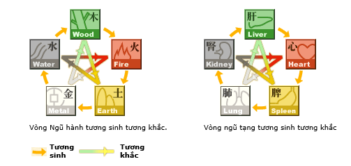 Theo Đông Y Tạng Thận Ảnh Hưởng Đến Các Tạng Phủ Khác Như Thế Nào?