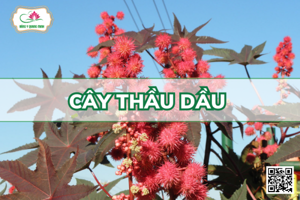 Cây Thầu Dầu