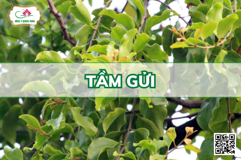 Công Dụng Của Cây Tầm Gửi