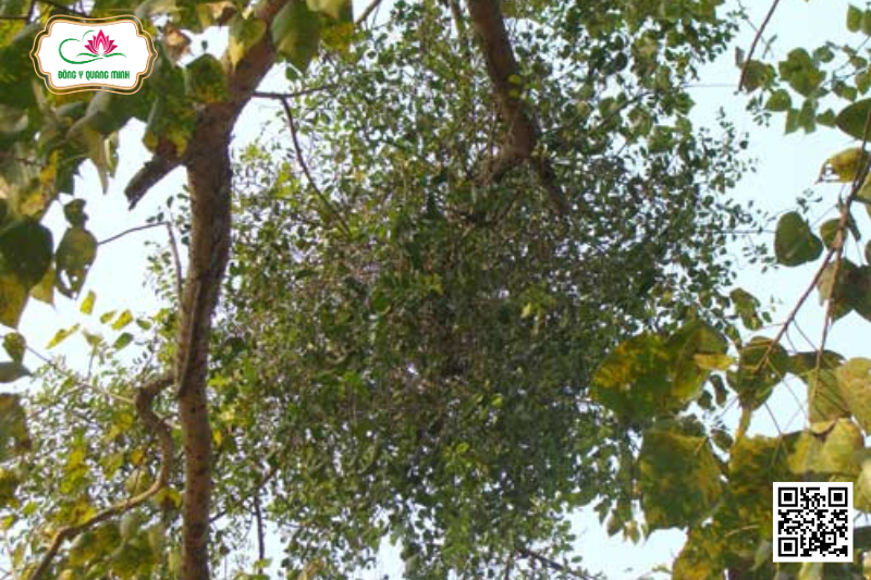 Công Dụng Của Cây Tầm Gửi