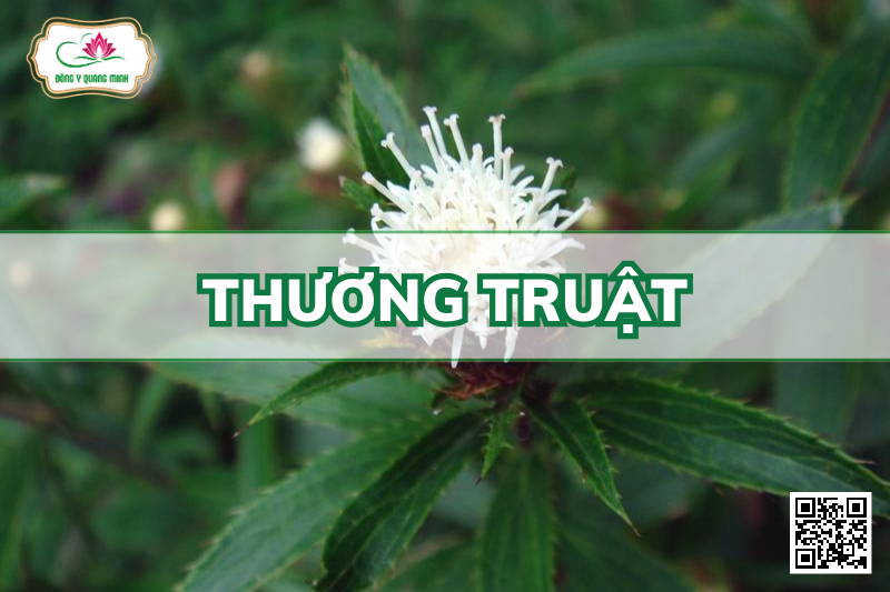 Thương truật