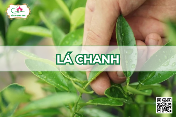 lá chanh