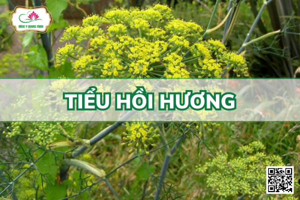 tiểu hồi