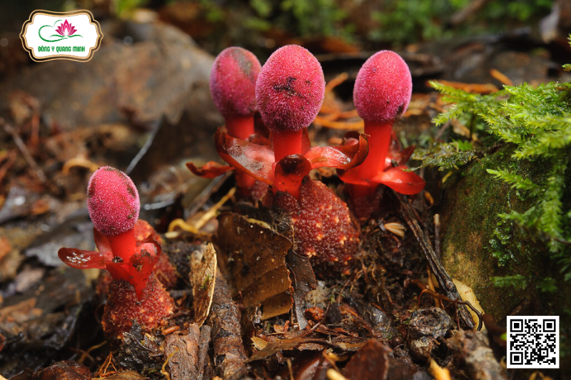 Tỏa dương (Ngọc cẩu)