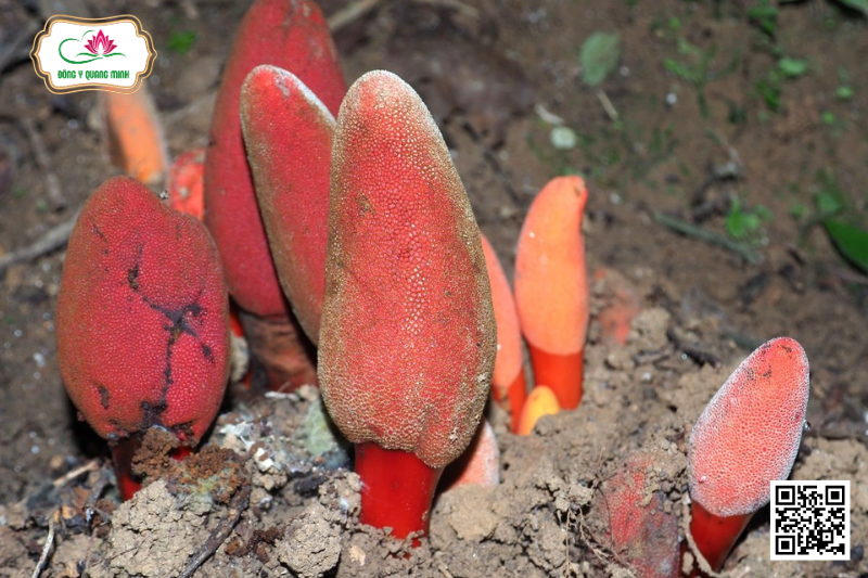 Tỏa Dương (Nấm Ngọc Cẩu)