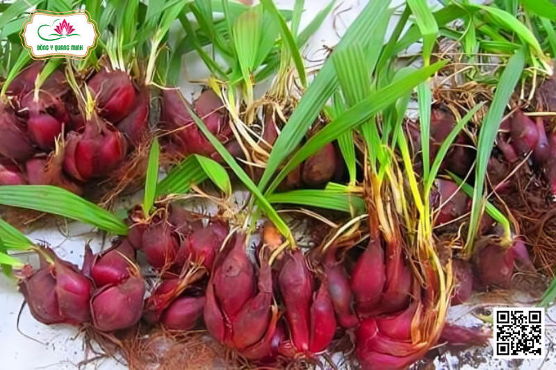 Tỏi Đỏ (Sâm Đại Hành)