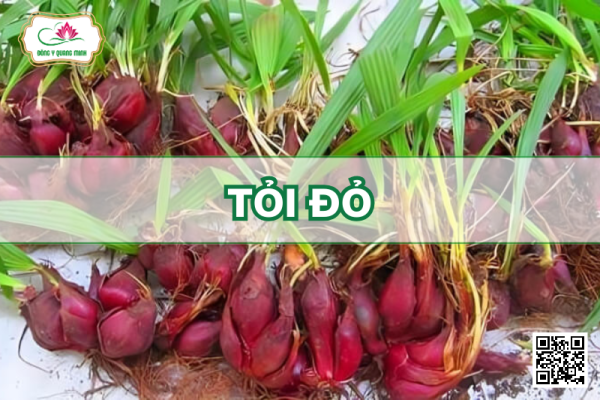 Tỏi Đỏ (Sâm Đại Hành)