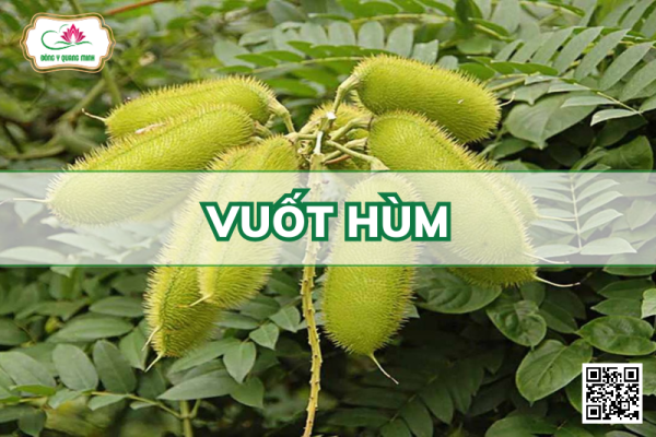 Vuốt Hùm (Móc Mèo)