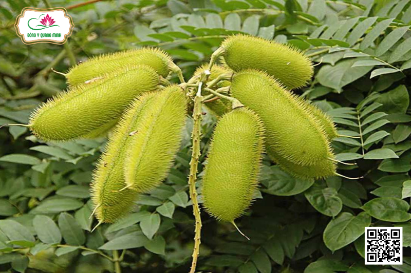 Vuốt Hùm (Móc Mèo)