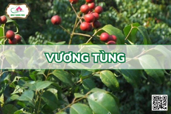 Vương Tùng (Mắc Mật)