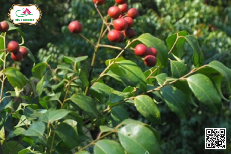 Vương Tùng (Mắc Mật)