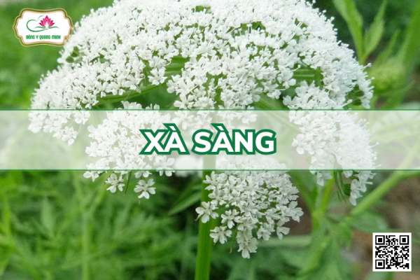 Xà Sàng