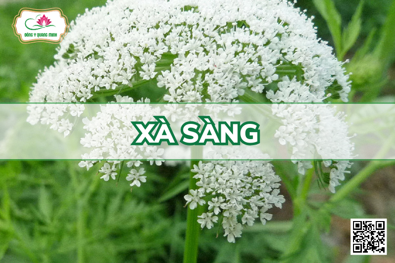 Xà Sàng