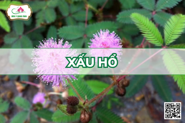 Xấu Hổ (Trinh Nữ)