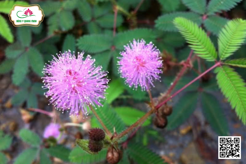 Xấu Hổ (Trinh Nữ)